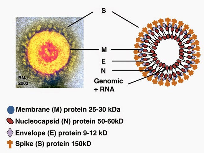 Các nhà khoa học chụp được ảnh virus Covid-19 ở độ phân giải nguyên tử