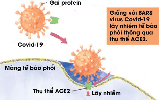 Các nhà khoa học chụp được ảnh virus Covid-19 ở độ phân giải nguyên tử