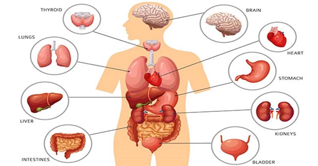 Vì sao một số bộ phận trong cơ thể tái sinh được còn một số khác thì không?