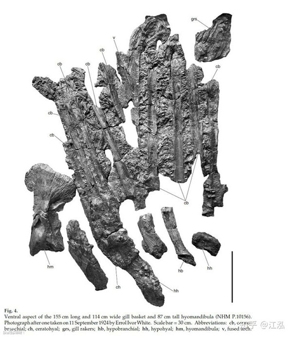 Leedsichthys: 