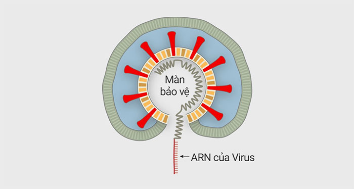 Virus corona tấn công tế bào cơ thể người như thế nào?