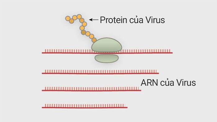 Virus corona tấn công tế bào cơ thể người như thế nào?
