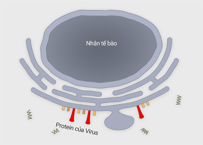 Virus corona tấn công tế bào cơ thể người như thế nào?