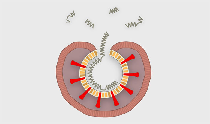 Virus corona tấn công tế bào cơ thể người như thế nào?