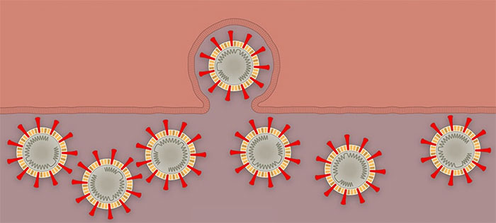 Virus corona tấn công tế bào cơ thể người như thế nào?