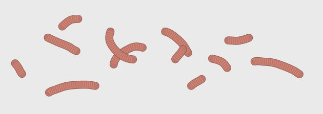 Virus corona tấn công tế bào cơ thể người như thế nào?