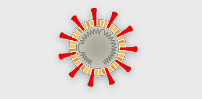 Virus corona tấn công tế bào cơ thể người như thế nào?
