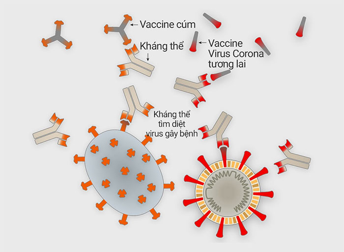 Virus corona tấn công tế bào cơ thể người như thế nào?