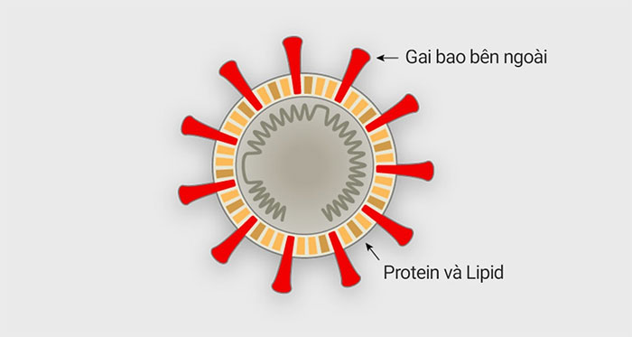 Virus corona tấn công tế bào cơ thể người như thế nào?