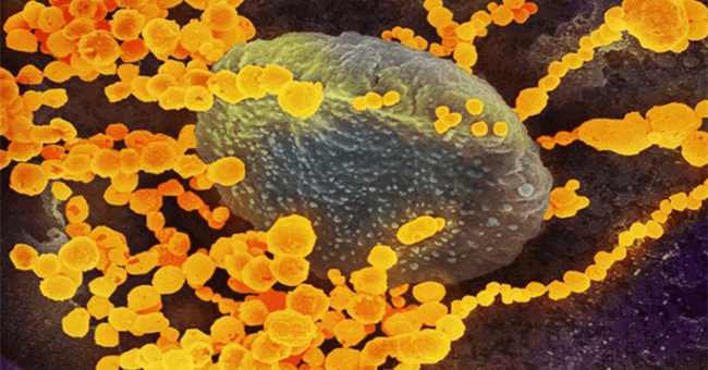 Hệ miễn dịch chiến đấu với nCoV như thế nào?