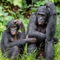 Tại sao con người không nhiều lông như tinh tinh hay khỉ đột?