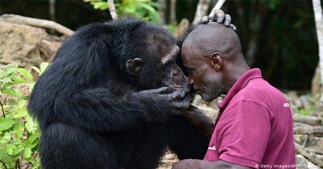 Tại sao con người không nhiều lông như tinh tinh hay khỉ đột?