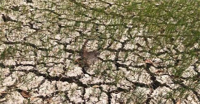 Vì sao hạn mặn miền Tây năm nay rất gay gắt?