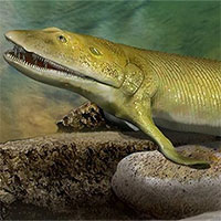 Hóa thạch 380 triệu năm của cá đi bộ trên cạn