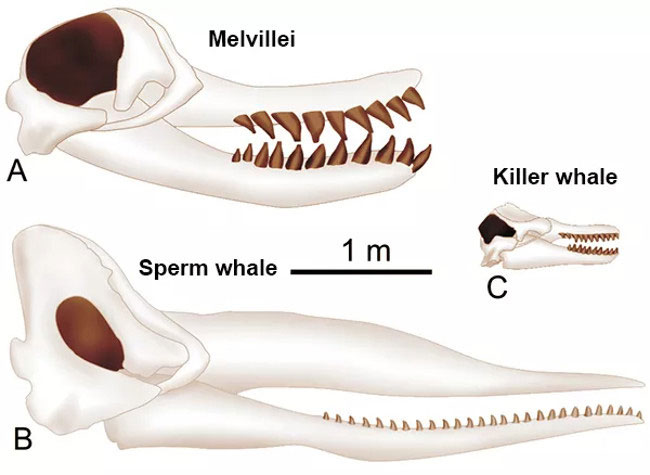 Cá voi cổ đại Melvillei - Cơn ác mộng của siêu cá mập Megalodon ...