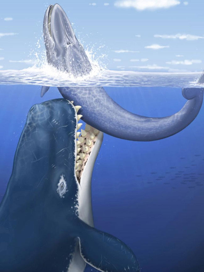 Cá voi cổ đại Melvillei - Cơn ác mộng của siêu cá mập Megalodon