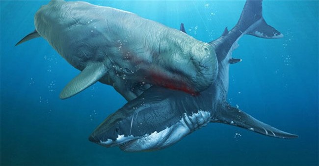 Cá voi cổ đại Melvillei - Cơn ác mộng của siêu cá mập Megalodon