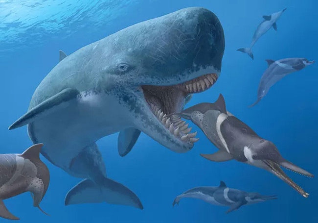 Cá voi cổ đại Melvillei - Cơn ác mộng của siêu cá mập Megalodon