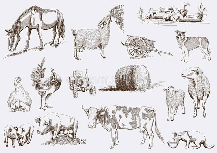Tại sao không thể thuần hóa hổ, sư tử hay tê giác?