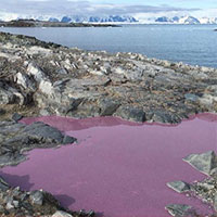Ao nước giữa Nam Cực chuyển thành màu tím, các nhà khoa học vẫn chưa hiểu tại sao