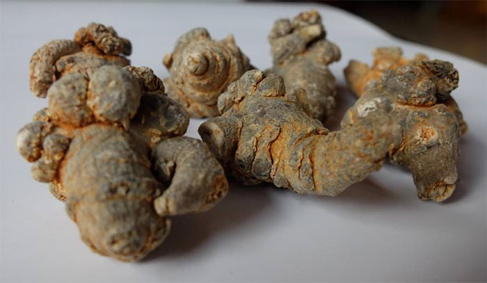 Trung Quốc gọi củ này là 