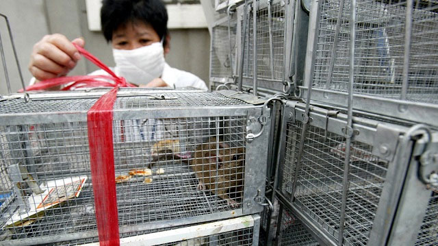 Virus hanta gây tử vong ở Trung Quốc nguy hiểm như thế nào?