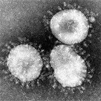 Những điều cần biết về coronavirus và chủng Sars-Cov-2
