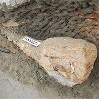 Vách đá xói mòn để lộ hóa thạch 15 triệu năm tuổi