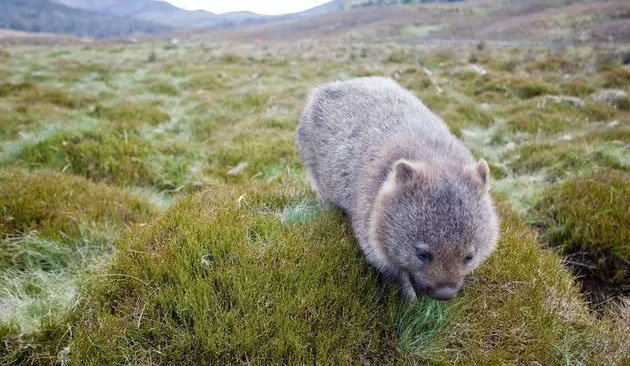 Bạn có biết: Phân của gấu túi Wombat có hình vuông và đây là lý do