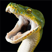 Nọc rắn có thể ra đời để tấn công kẻ thù chứ không phải để tự vệ