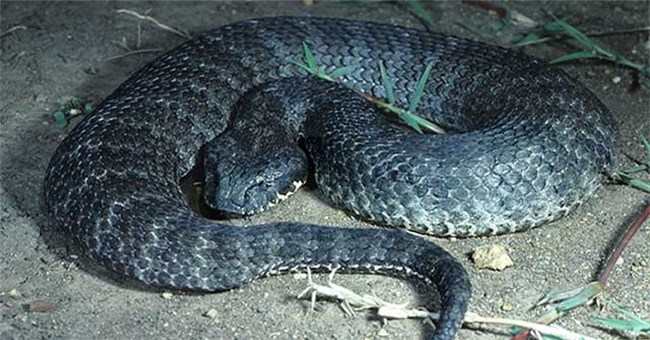 Kỳ quặc loài rắn kịch độc chỉ nằm nhử con mồi