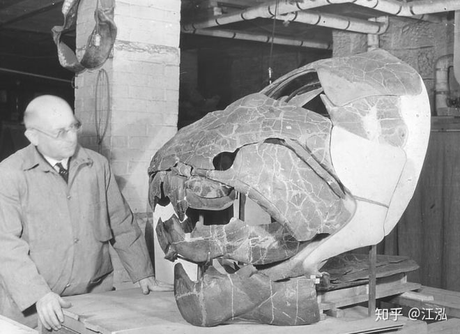 Cá Dunkleosteus: 