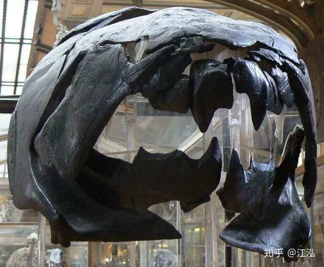 Cá Dunkleosteus: 