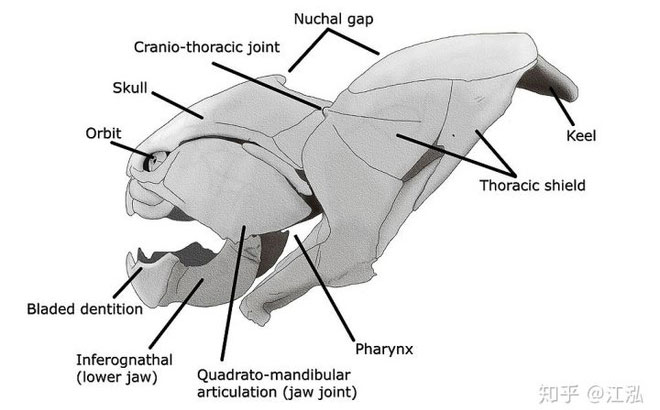 Cá Dunkleosteus: 