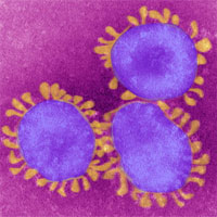 Điều gì đã "tạo ra" virus corona?