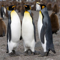 Các nhà khoa học phát hiện chim cánh cụt thực sự “nói chuyện” dưới nước