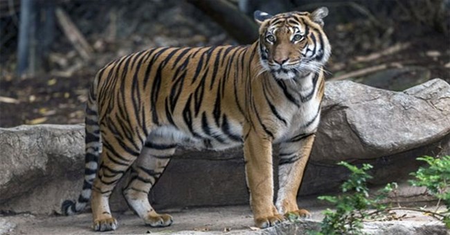 Hổ ở vườn thú New York dương tính với virus SARS-CoV-2