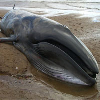 Tại sao xác cá voi chết lại cực kỳ nguy hiểm?
