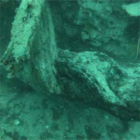 Khu rừng 60.000 năm tuổi được tìm thấy dưới đáy biển sâu