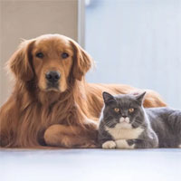 Chó và mèo có lây lan Covid-19?