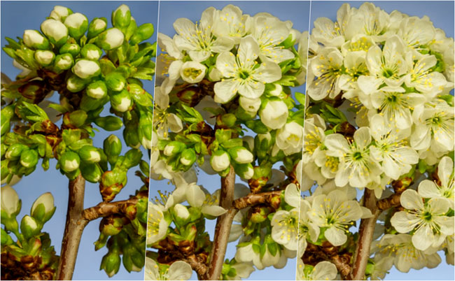 Trong 39.000 bức ảnh này, anh chọn ra 27.282 để làm thành đoạn phim.