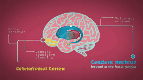 Tìm hiểu về OCD - Rối loạn ám ảnh cưỡng chế