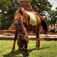 Virus lạ khiến ngựa chết hàng loạt ở Thái Lan gây lo ngại đại dịch mới