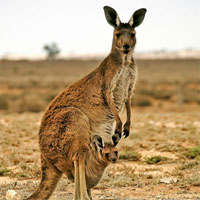 Những điều bất ngờ về loài kangaroo mà ít người biết