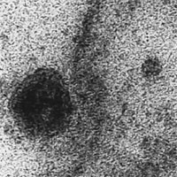 Lần đầu ghi được chính xác thời điểm virus SARS-CoV-2 xâm nhập tế bào khỏe mạnh