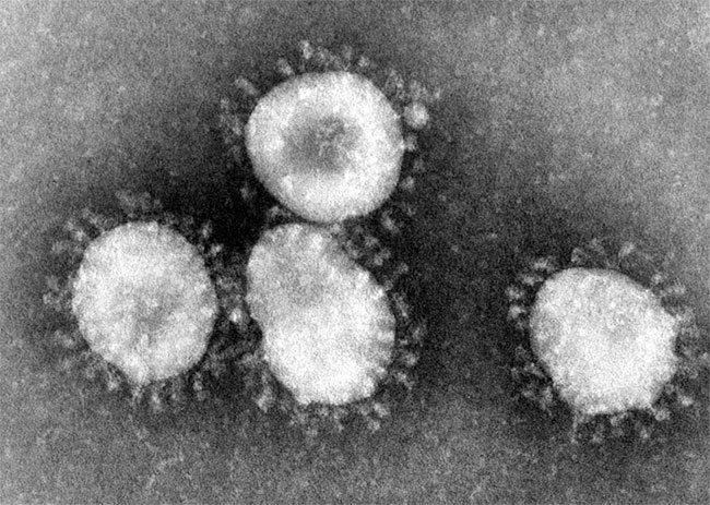 Virus corona.