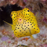 Cá nóc hòm vàng - Loài cá có hình vuông kỳ lạ