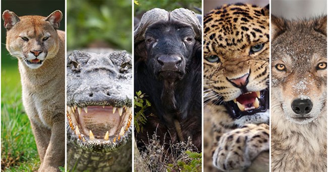 Cách sống sót khi đối mặt với các loài thú dữ