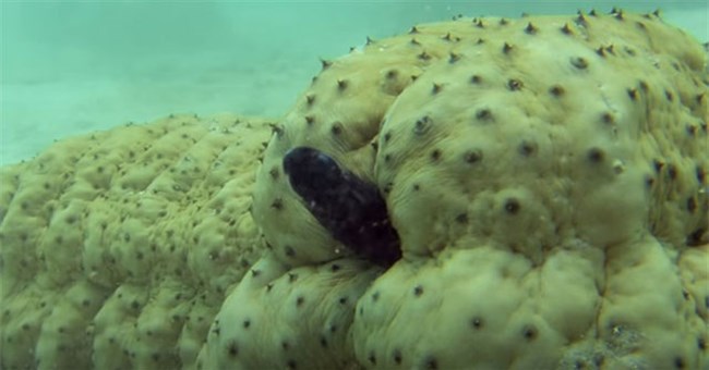 Những điều thú vị về hậu môn của một số loài sinh vật