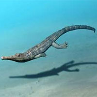 Cá sấu cổ đại bắt chước cá voi để thích nghi với cuộc sống ở biển